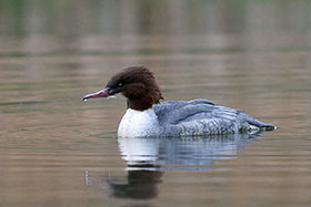Goosander, Norfolk Nature Reserve
