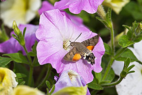 Hummingbird Hawkmoth, Norfolk Nature Reserve
