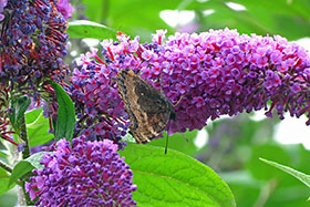 Yellow Legged Tortoiseshell Butterfly, Norfolk Nature Reserve