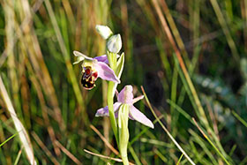 Bee Orchid, Norfolk Nature Reserve