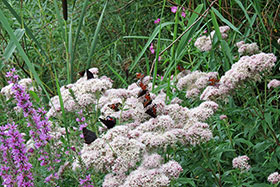 Butterflies, Norfolk Nature Reserve
