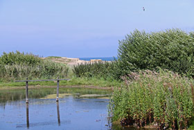 The Nature Reserve
