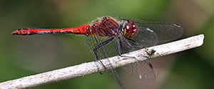 Ruddy Darter