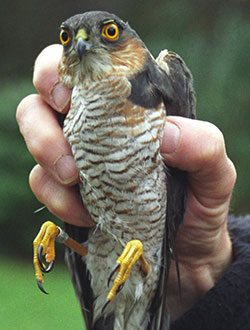 Sparrowhawk