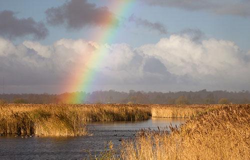 Strumpshaw Fen